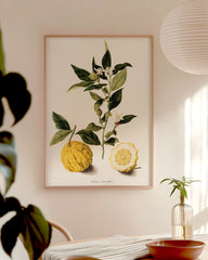 After Hover: Citrus - Zitronen und Zitronenzweig