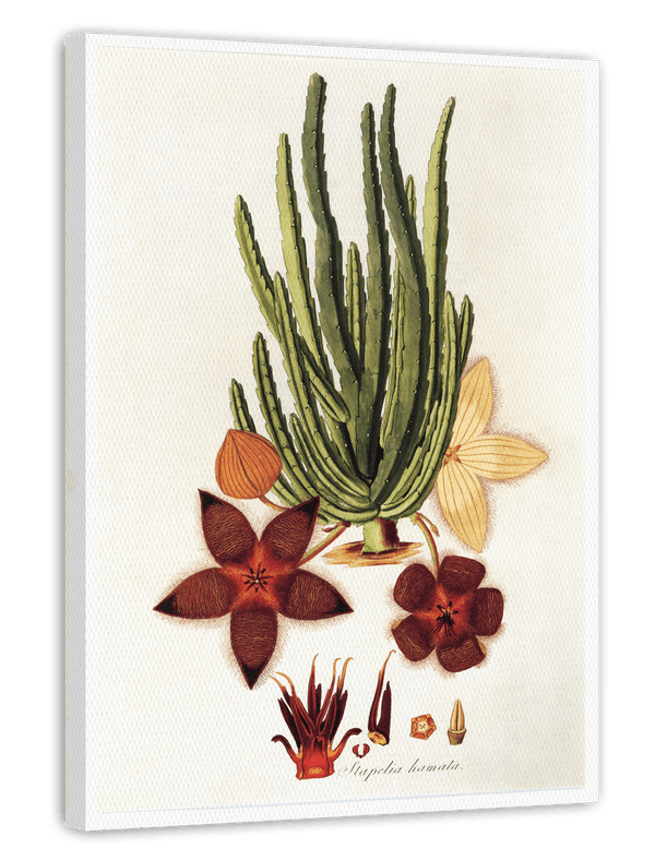 Stapelia Hircosa Sukkulente - Stapelien mit Sternenblüten