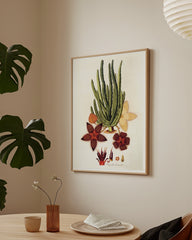 After Hover: Stapelia Hircosa Sukkulente - Stapelien mit Sternenblüten