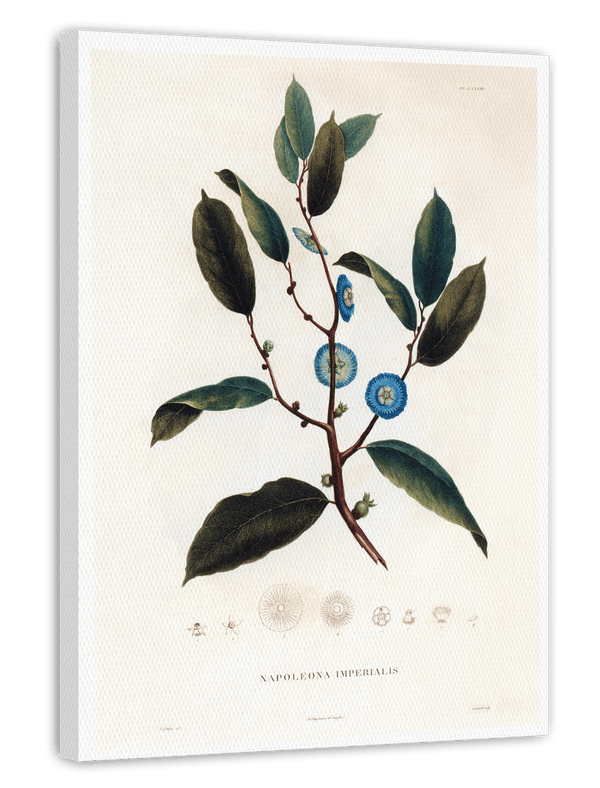 Napoleonaea Imperialis - Westafrikanische Pflanze