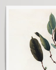 After Hover: Napoleonaea Imperialis - Westafrikanische Pflanze