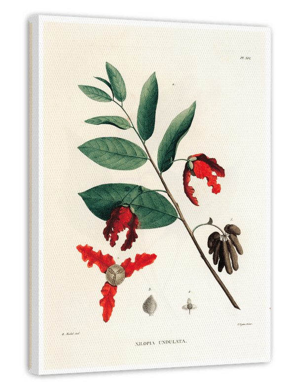 Monodora Undulata - Zweig mit roten Blüten