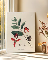 After Hover: Monodora Undulata - Zweig mit roten Blüten