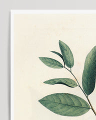 After Hover: Monodora Undulata - Zweig mit roten Blüten