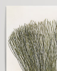 After Hover: Pinus Palustris - Sumpf-Kiefer mit Zapfen