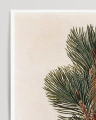 After Hover: Pinus Pumila - Zwerg-Kiefer - Zweige und Zapfen