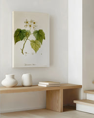 After Hover: Sparrmannia Africana - Kapländische Zimmerlinde