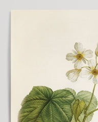 After Hover: Sparrmannia Africana - Kapländische Zimmerlinde