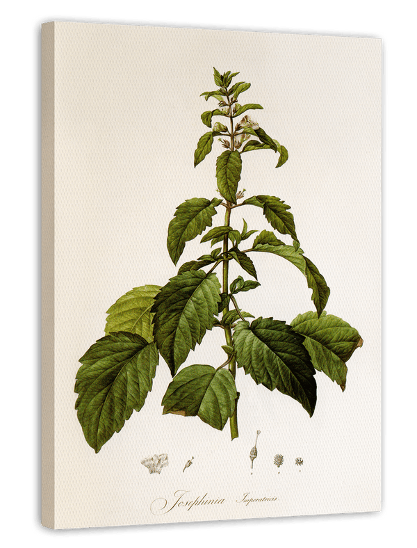 Josephinia imperatricis