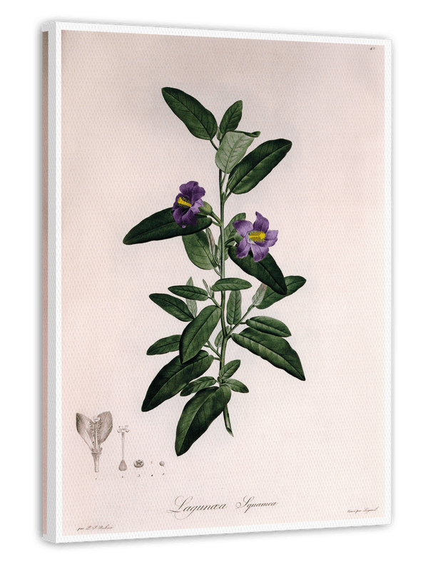 Pflanze mit lila Blüten