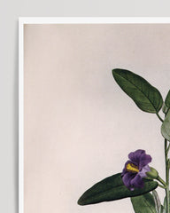 After Hover: Pflanze mit lila Blüten