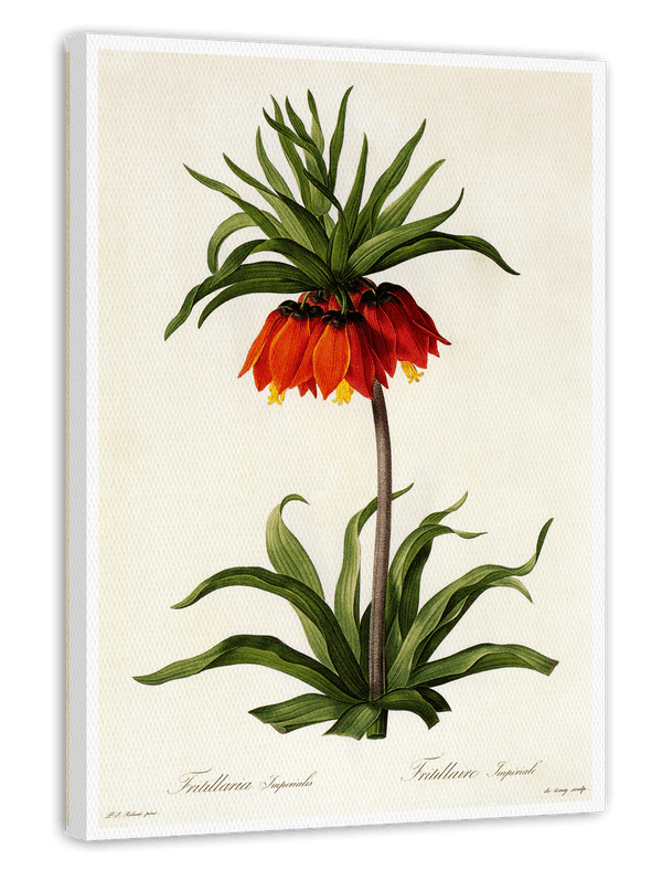 Fritillaria Imperialis - Kaiserkrone