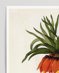 After Hover: Fritillaria Imperialis - Kaiserkrone