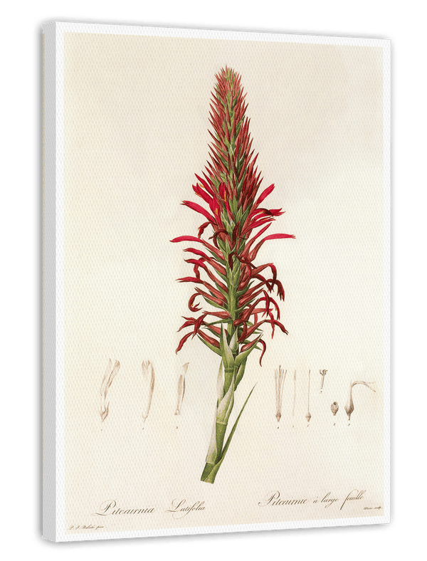 Pitcairnia - Pflanze mit roten Blüten