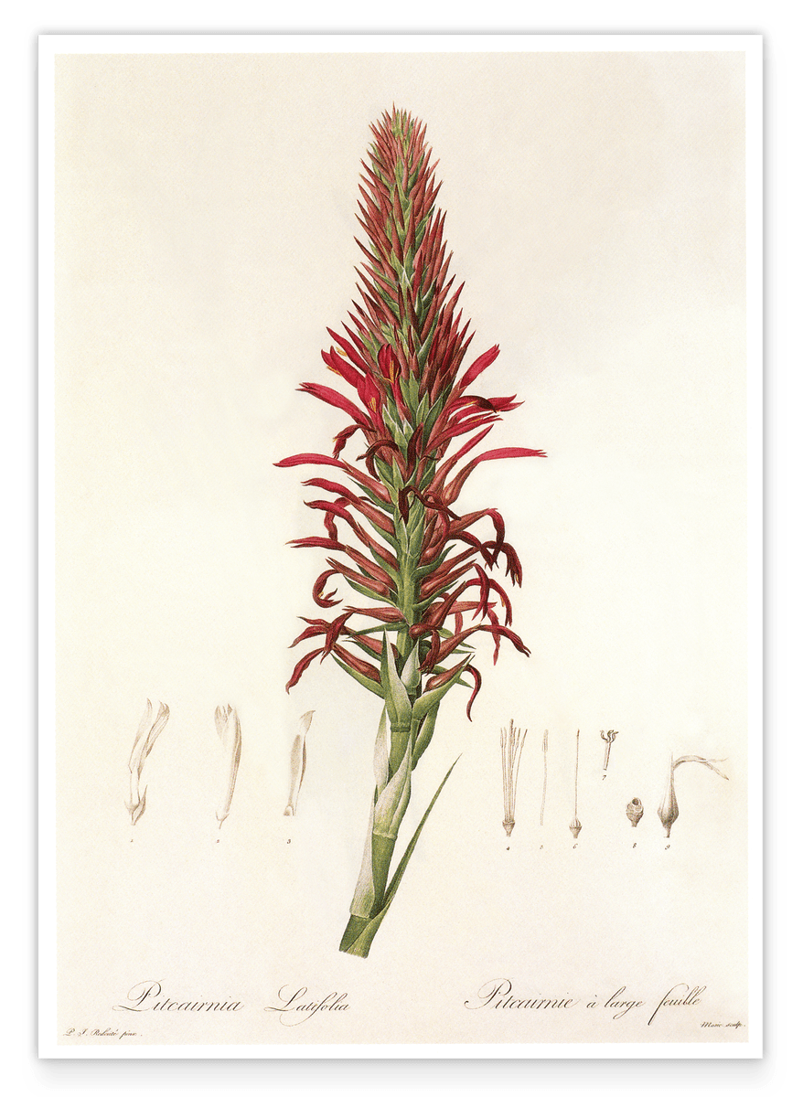 Pitcairnia - Pflanze mit roten Blüten