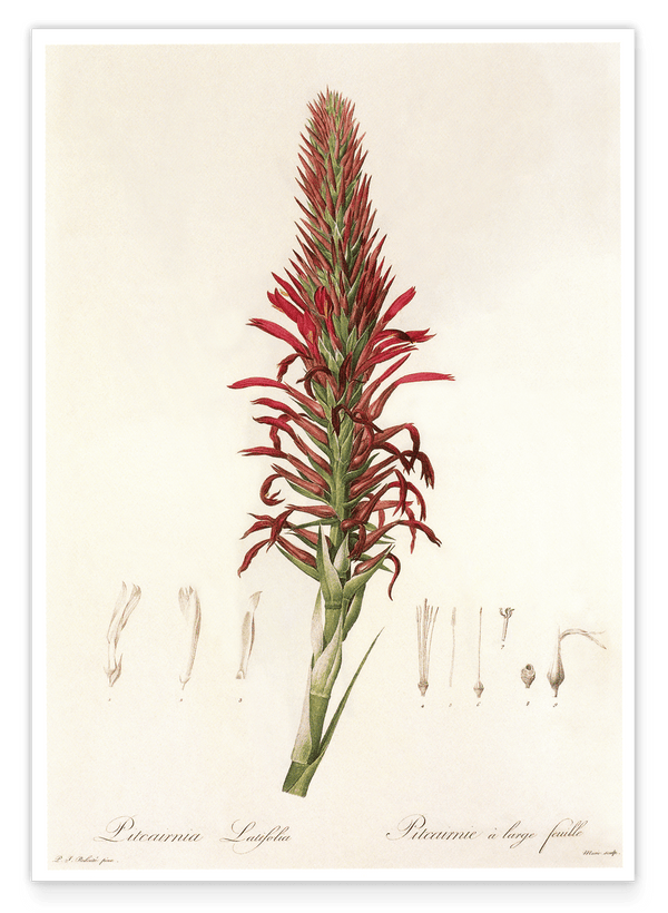 Pitcairnia - Pflanze mit roten Blüten