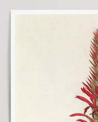 After Hover: Pitcairnia - Pflanze mit roten Blüten