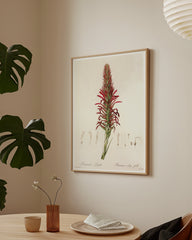 After Hover: Pitcairnia - Pflanze mit roten Blüten