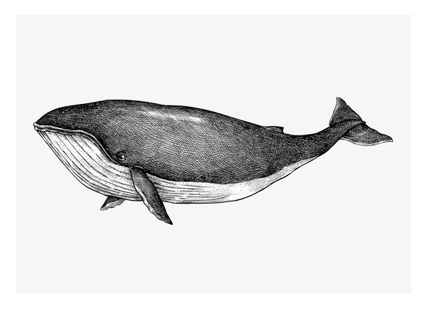 Leben im Meer - Buckelwal