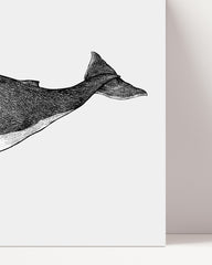 After Hover: Leben im Meer - Buckelwal