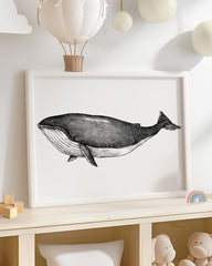 After Hover: Leben im Meer - Buckelwal