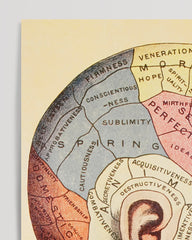 After Hover: Phrenologie vom Kopf