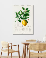 After Hover: Pflanzenkunde zu Citrus Limonium