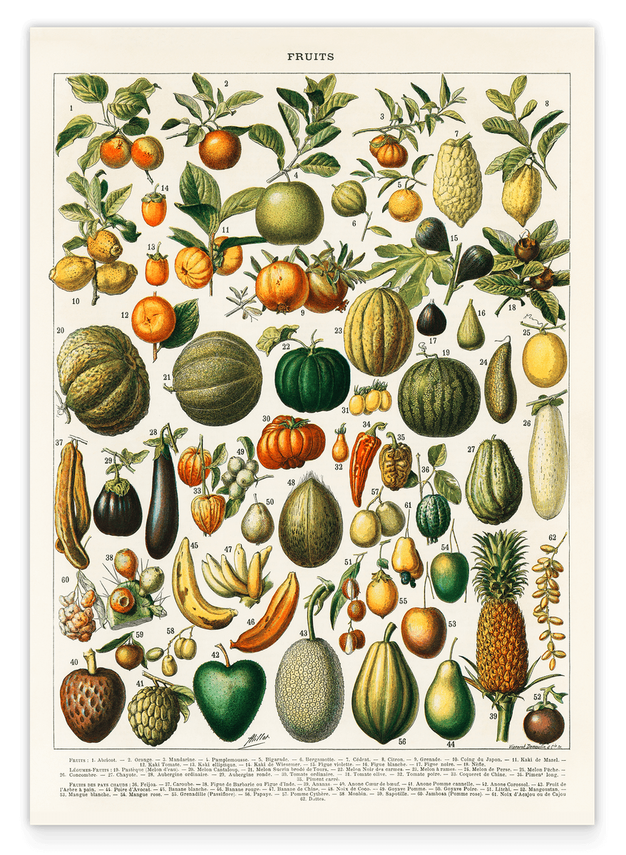 Adolphe Philippe Millot - Botanische Karte bunter Früchte