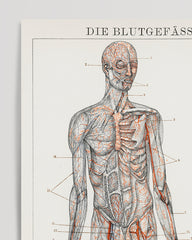 After Hover: Die Blutgefäße des Menschen