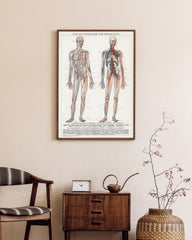 After Hover: Die Blutgefäße des Menschen