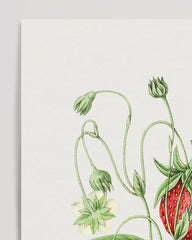 After Hover: Erdbeer-Früchte am Zweig