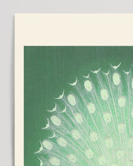 After Hover: Ohara Koson - Weißer Pfau mit Rad