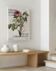 After Hover: Pfingstrosen Steckbrief "Paeonia Officinalis"