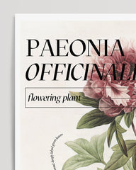 After Hover: Pfingstrosen Steckbrief "Paeonia Officinalis"