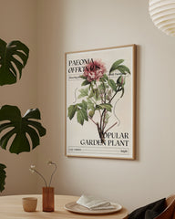 After Hover: Pfingstrosen Steckbrief "Paeonia Officinalis"