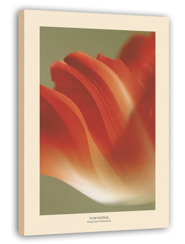 Thriving Tulip: Tulpen Festival Niederlande No. 2