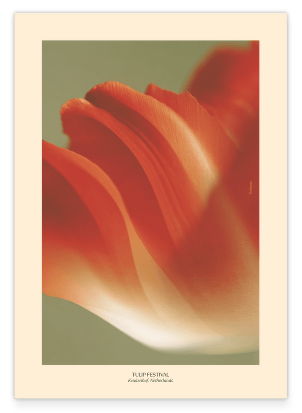 Thriving Tulip: Tulpen Festival Niederlande No. 2