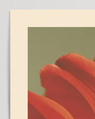 After Hover: Thriving Tulip: Tulpen Festival Niederlande No. 2