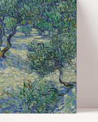 After Hover: Vincent van Gogh - Oliven-Feld