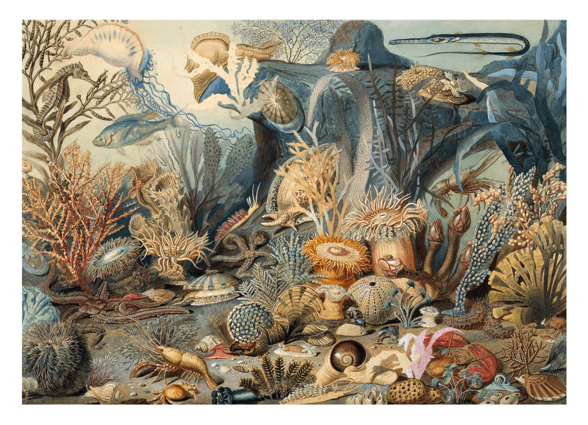 James M. Sommerville - Meeresleben