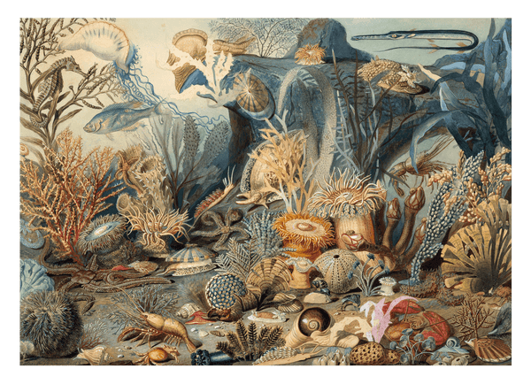 James M. Sommerville - Meeresleben