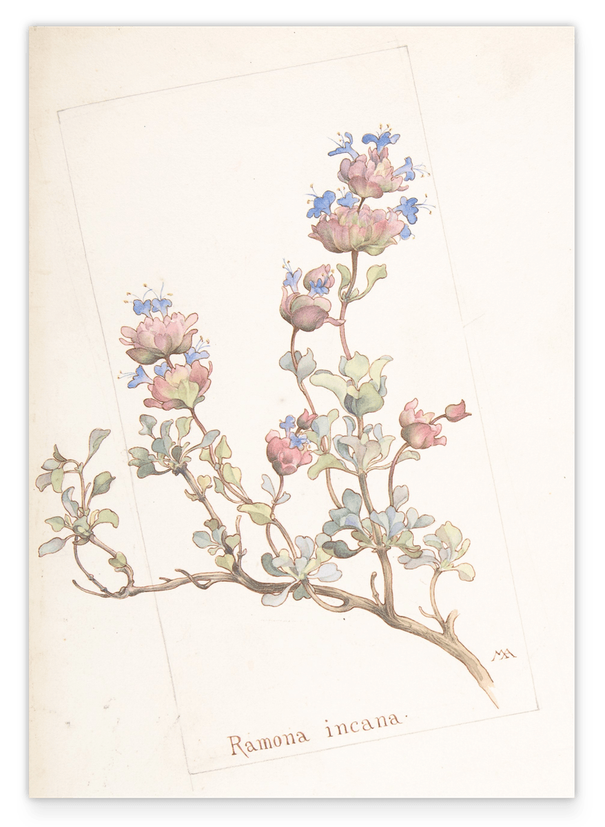 Margaret Neilson Armstrong - Ramona Incana