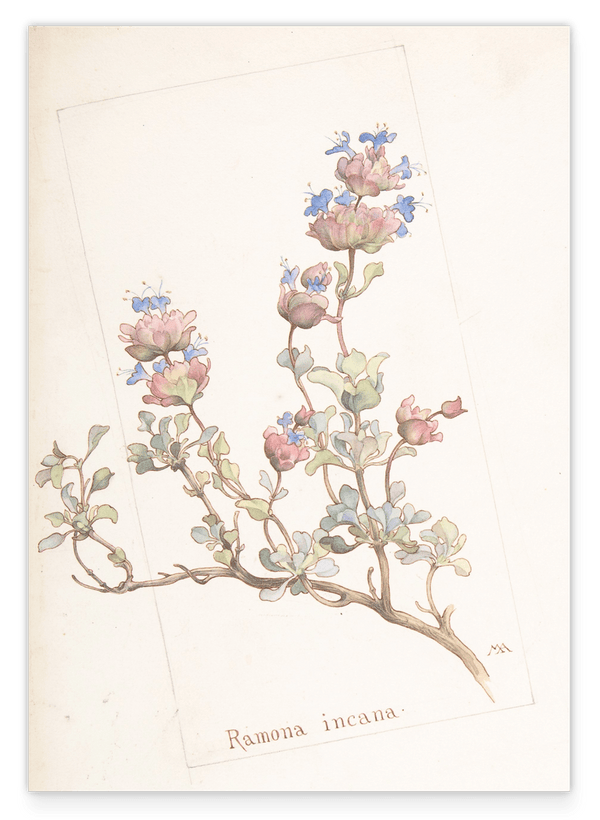 Margaret Neilson Armstrong - Ramona Incana