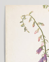 After Hover: Margaret Neilson Armstrong - Campanula