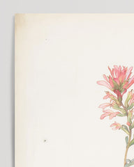 After Hover: Margaret Neilson Armstrong - Nordwestlicher Indianer Pinsel, Castilleja Angustifolia