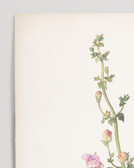 After Hover: Margaret Neilson Armstrong - Amerikanische Wildblumen mit rosa Blüten