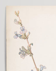 After Hover: Margaret Neilson Armstrong - Walsoni Grau