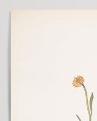 After Hover: Margaret Neilson Armstrong - Gelbe Blumen mit kleinen Köpfen