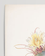 After Hover: Margaret Neilson Armstrong - Fasskaktus