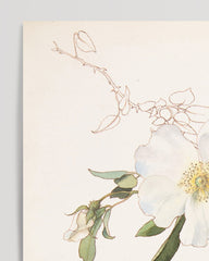 After Hover: Margaret Neilson Armstrong - Weiße Clematis